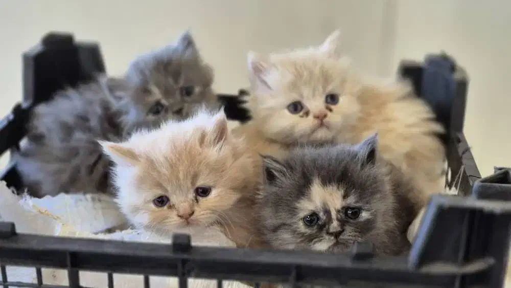 فروش گربه پرشین|گربه|گرگان, |دیوار