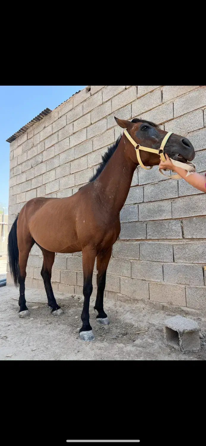 اسب مادیون آبستن یک ماه دیگه تضمین|اسب و تجهیزات اسب‌سواری|شبانکاره, |دیوار
