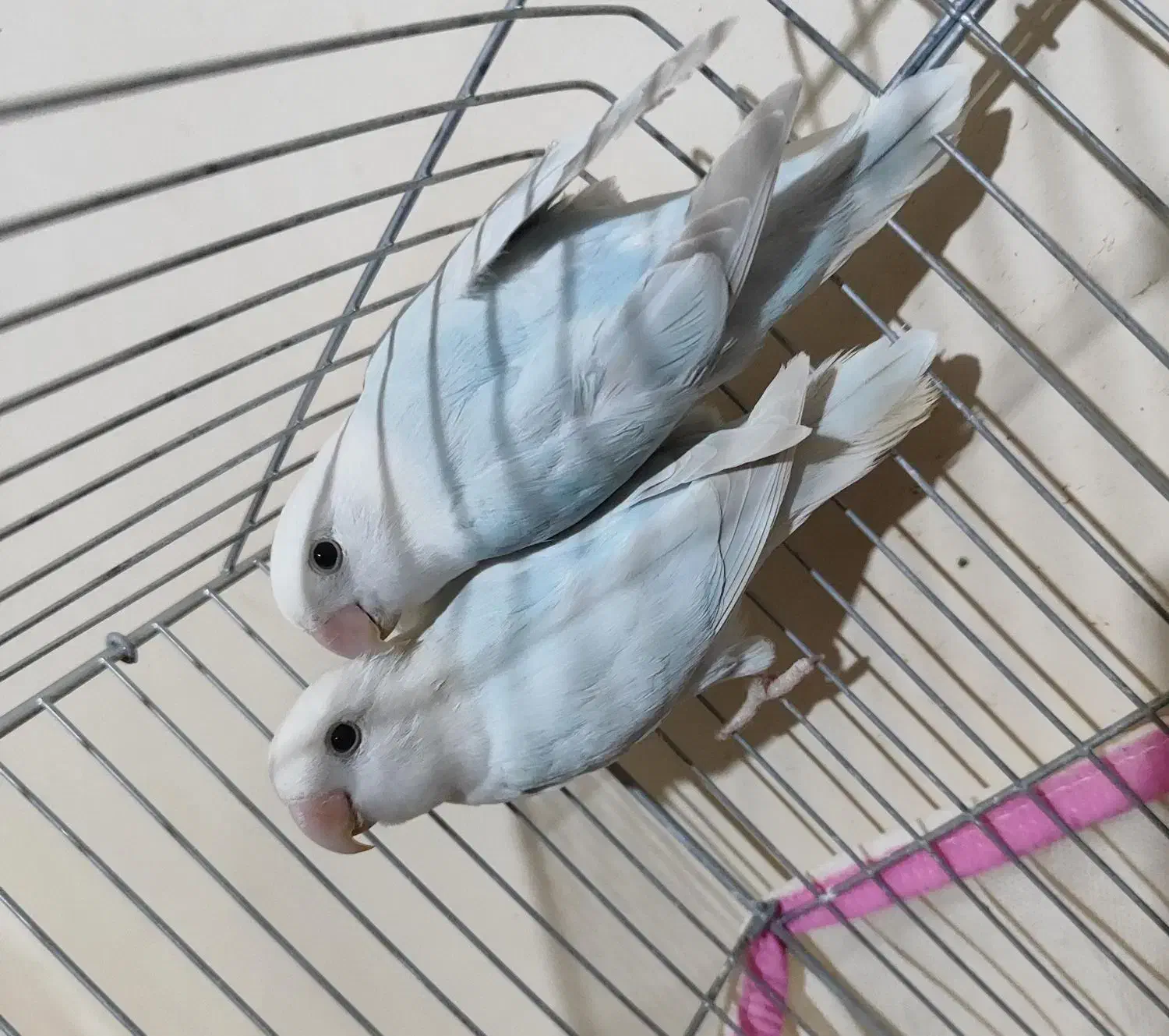 کوتوله تراکویسه|پرنده|بندرعباس, |دیوار