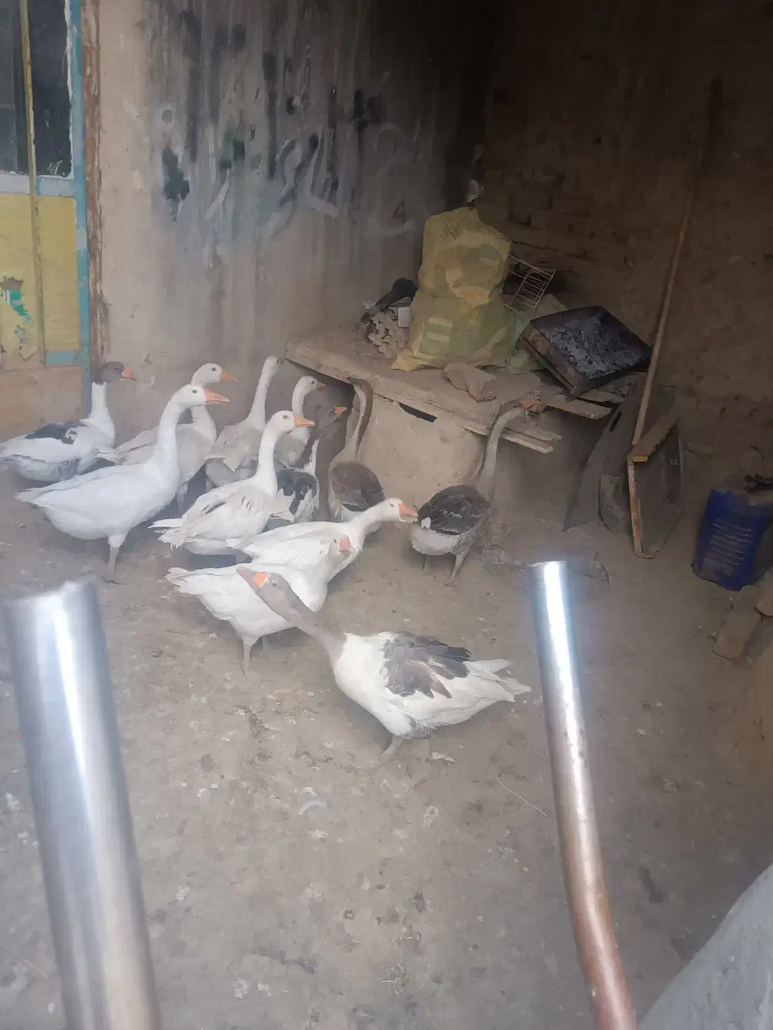 فروش ۷ تا غاز به قیمت پایین و مناسب|حیوانات مزرعه|نهاوند, |دیوار