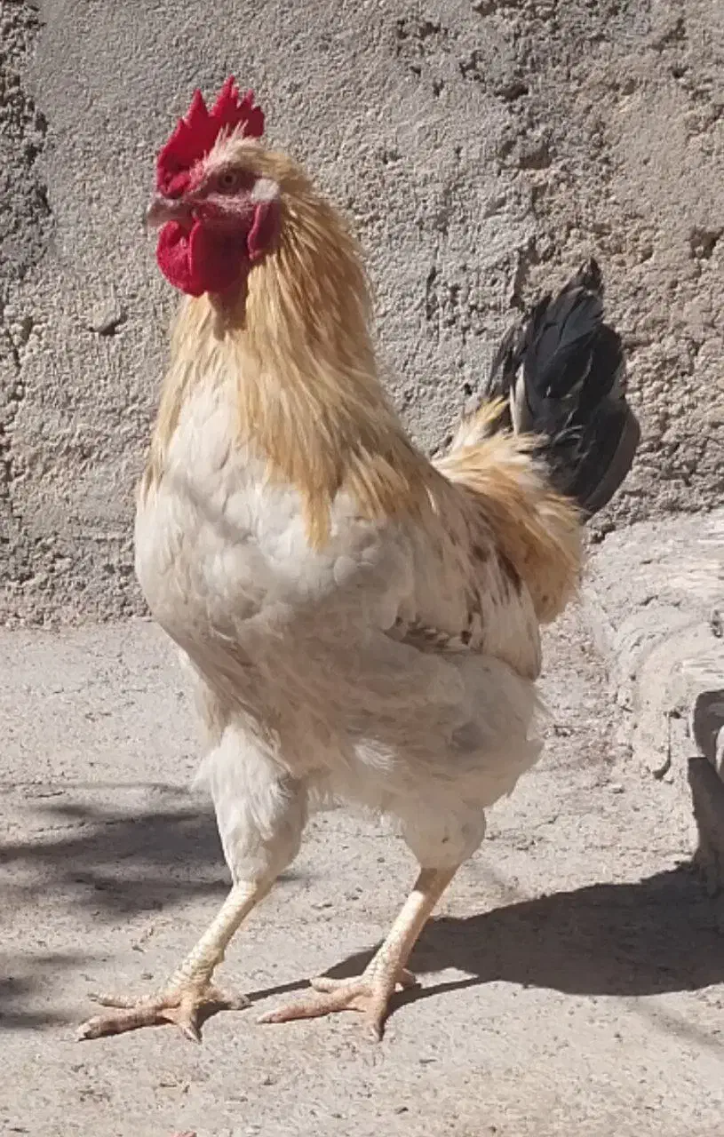 تعدادی مرغ و خروس به فروش میرسد|حیوانات مزرعه|زرندیه, |دیوار