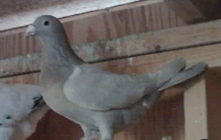 کبوتر پلاکی طوسی|حیوانات|بروجرد, |دیوار