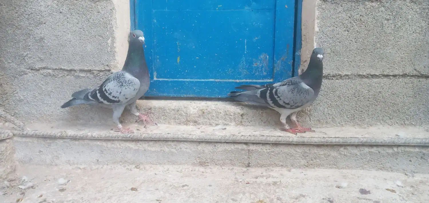 دوعددنرهوایی|پرنده|بوشکان, |دیوار