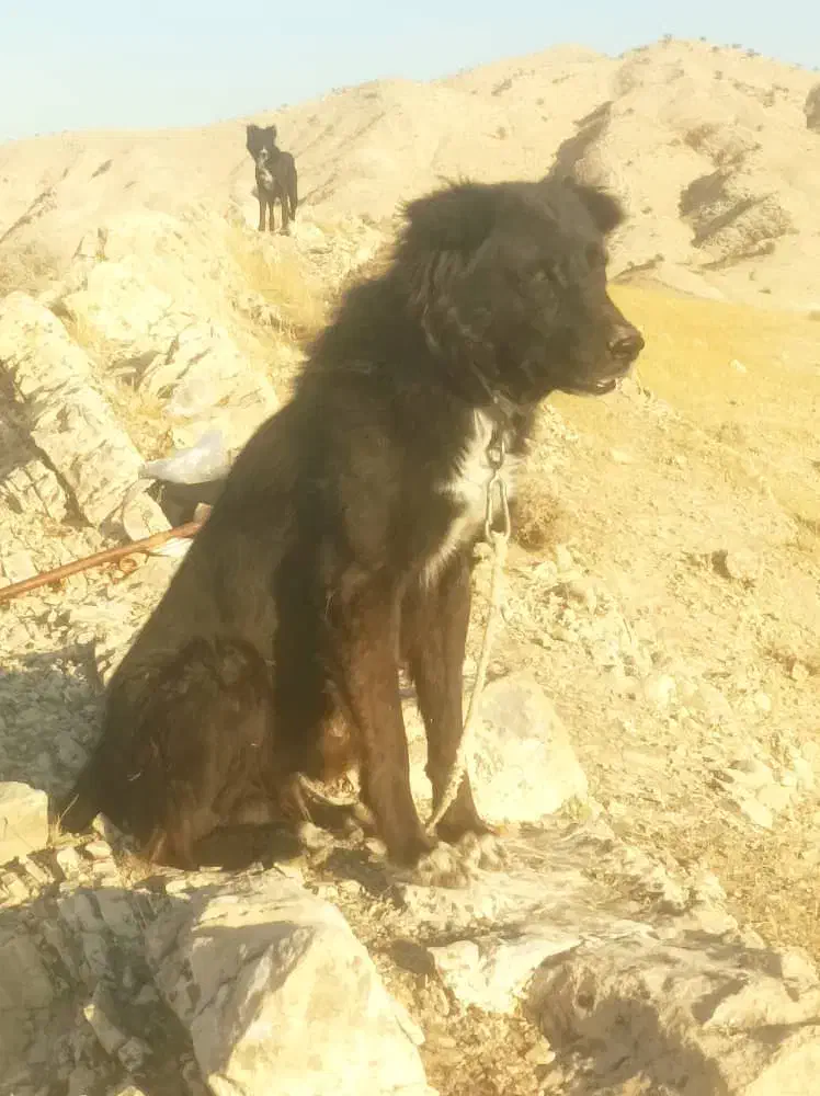 سگ نروماده قدریجان|سگ|کازرون, |دیوار