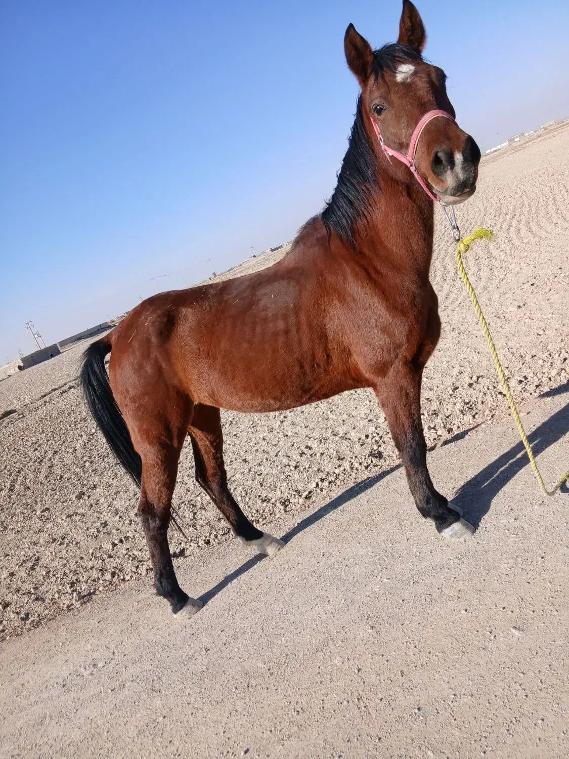 مادیون|اسب و تجهیزات اسب‌سواری|رودشت (اصفهان), |دیوار