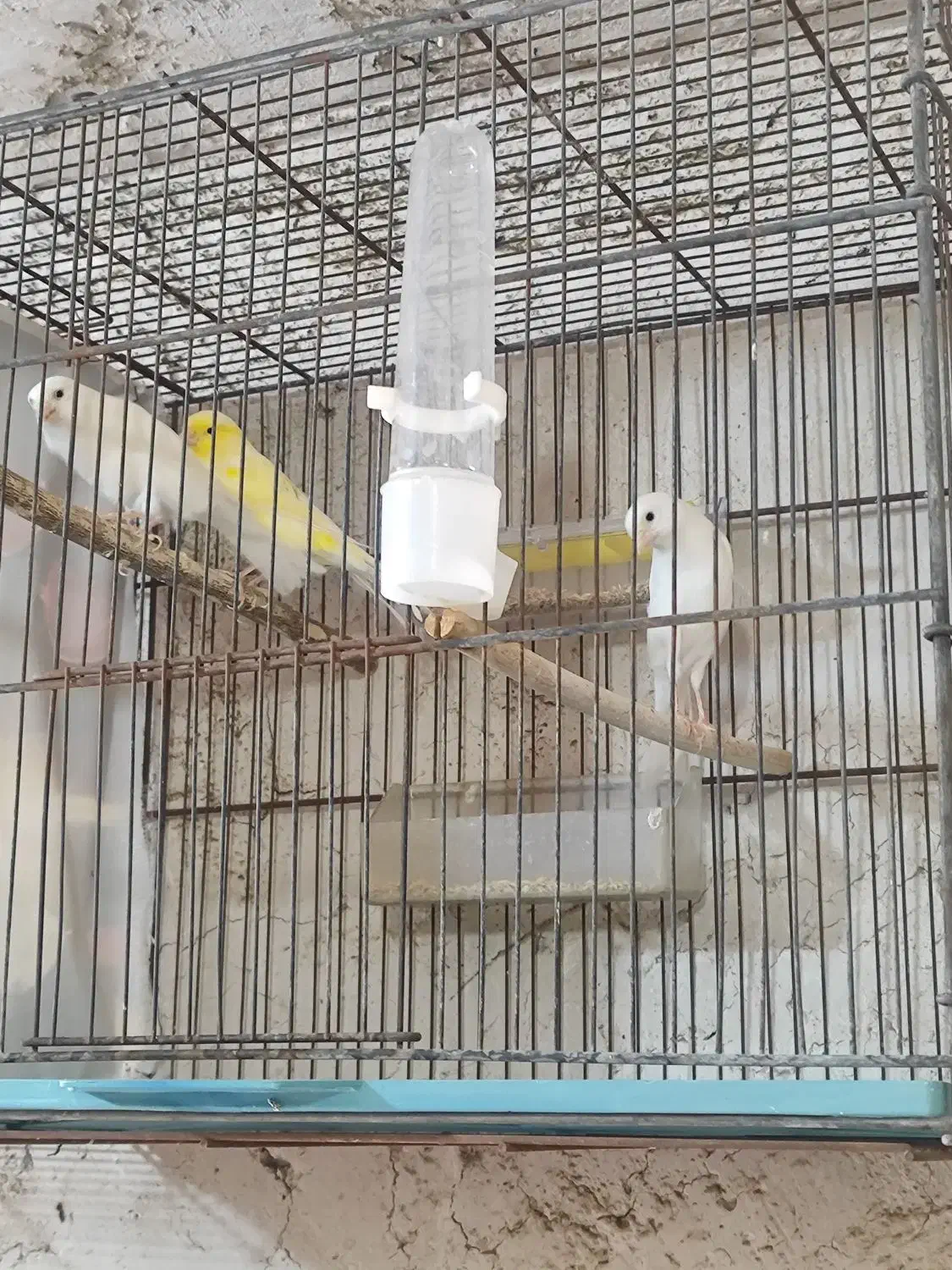 قناری ماده درجه یک سفید و طلایی|پرنده|خورموج, |دیوار