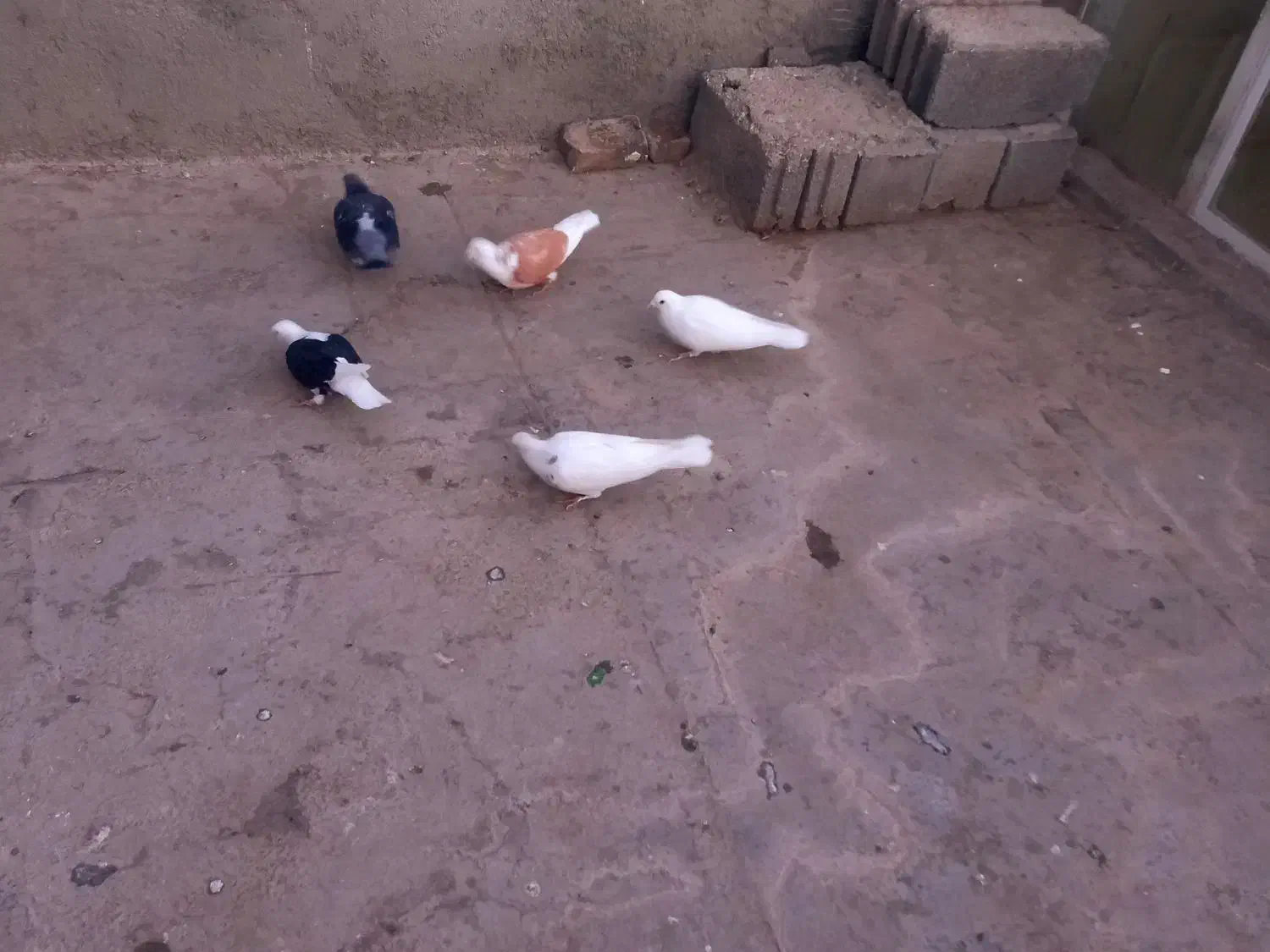 کبوتر|پرنده|سنندج, |دیوار