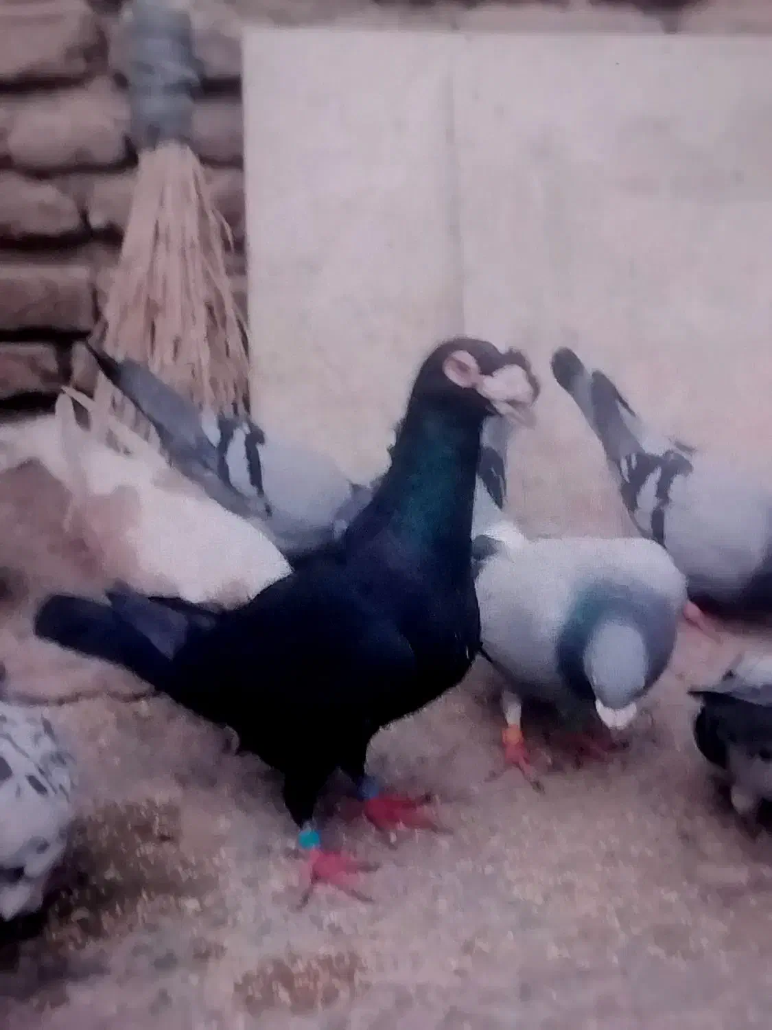 نر ماده خوشگل|پرنده|مشهد, سجادیه|دیوار