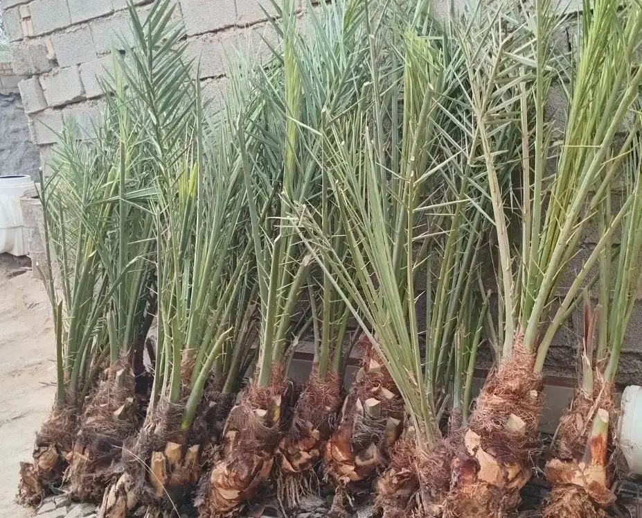 پاجوش نخل|گل و گیاه طبیعی|داراب, |دیوار