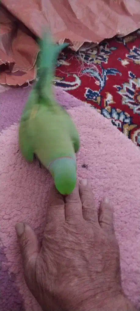 طوطی ملنگو|پرنده|مبارکه, |دیوار