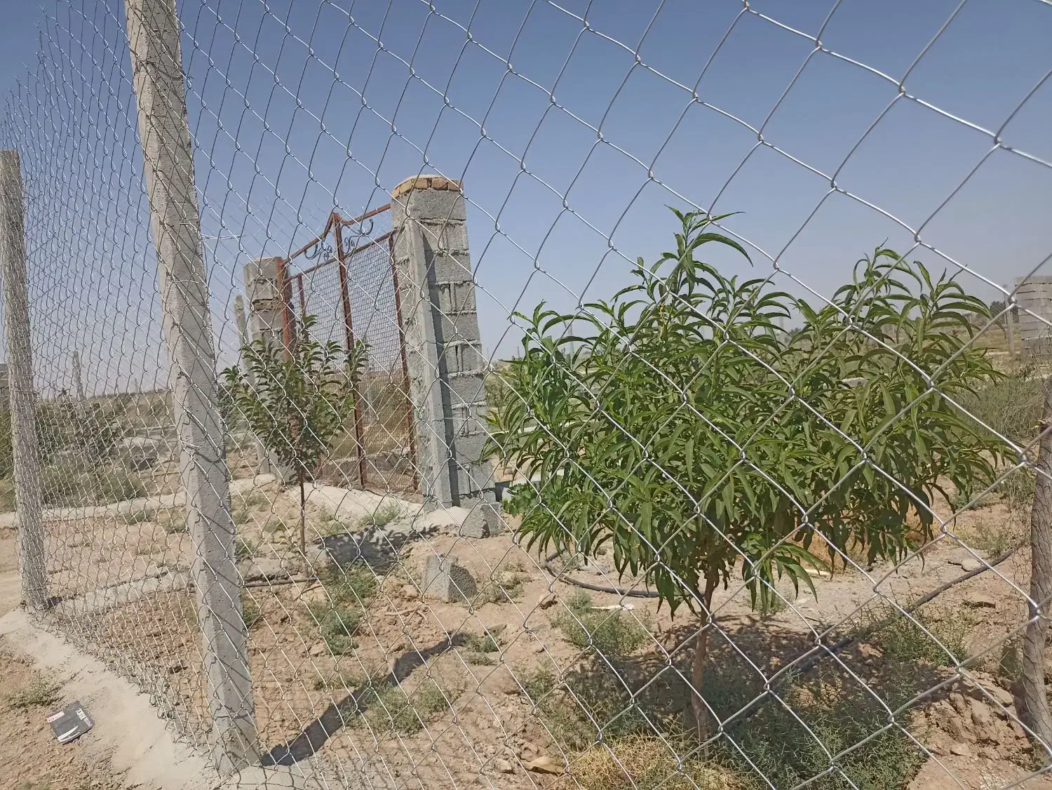 ۲قطعه باغچه۵۰۰متری خوش قواره (نظرآبادکرج نجم آباد)|فروش زمین و ملک کلنگی|شهریار, شهرک شاهد|دیوار