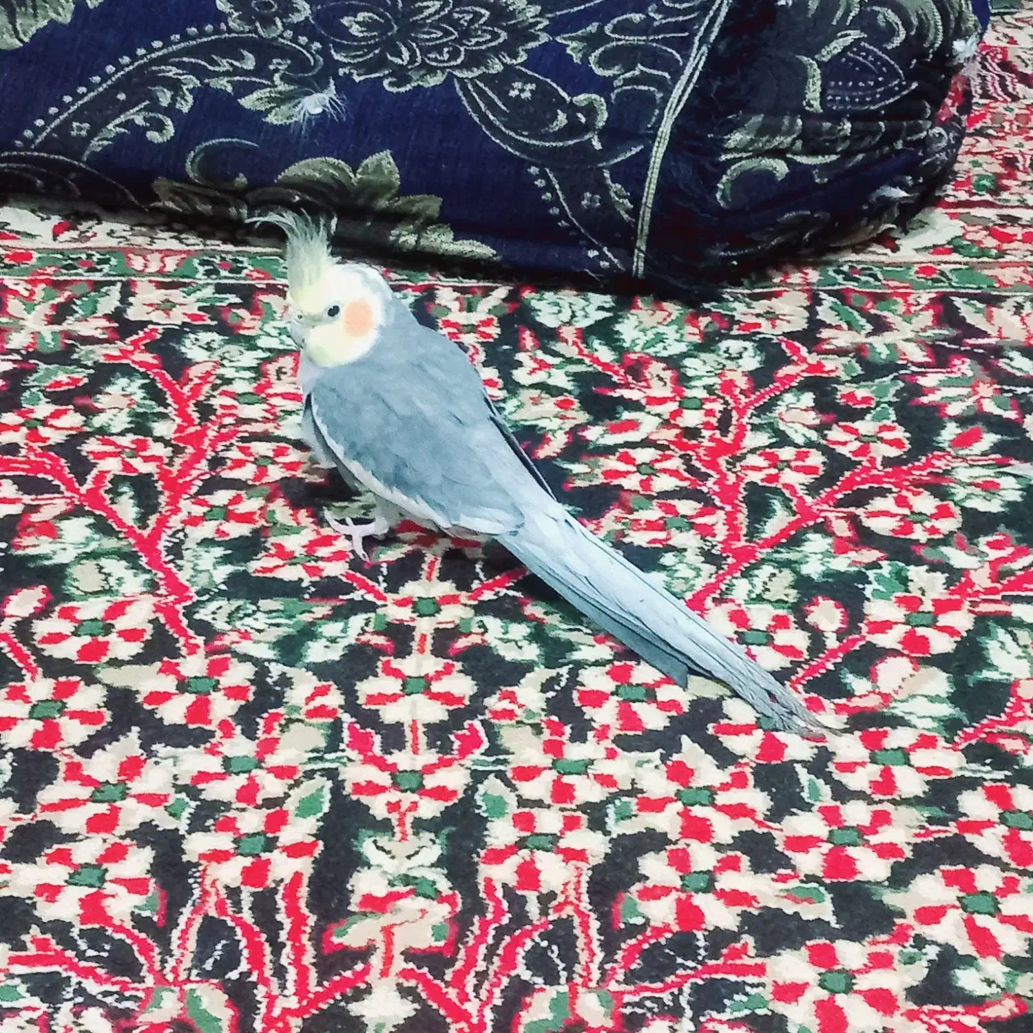 عروس هلندی|پرنده|عنبرآباد, |دیوار