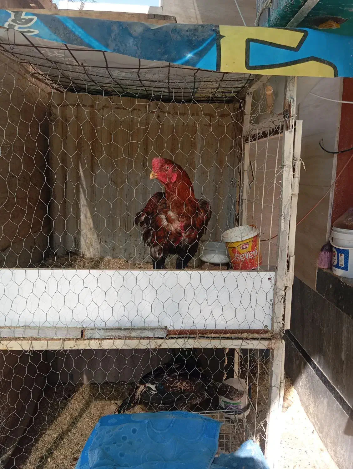 قفس دو طبقه بزرگ|لوازم جانبی حیوانات|شیراز, کرونی(خاتونک)|دیوار