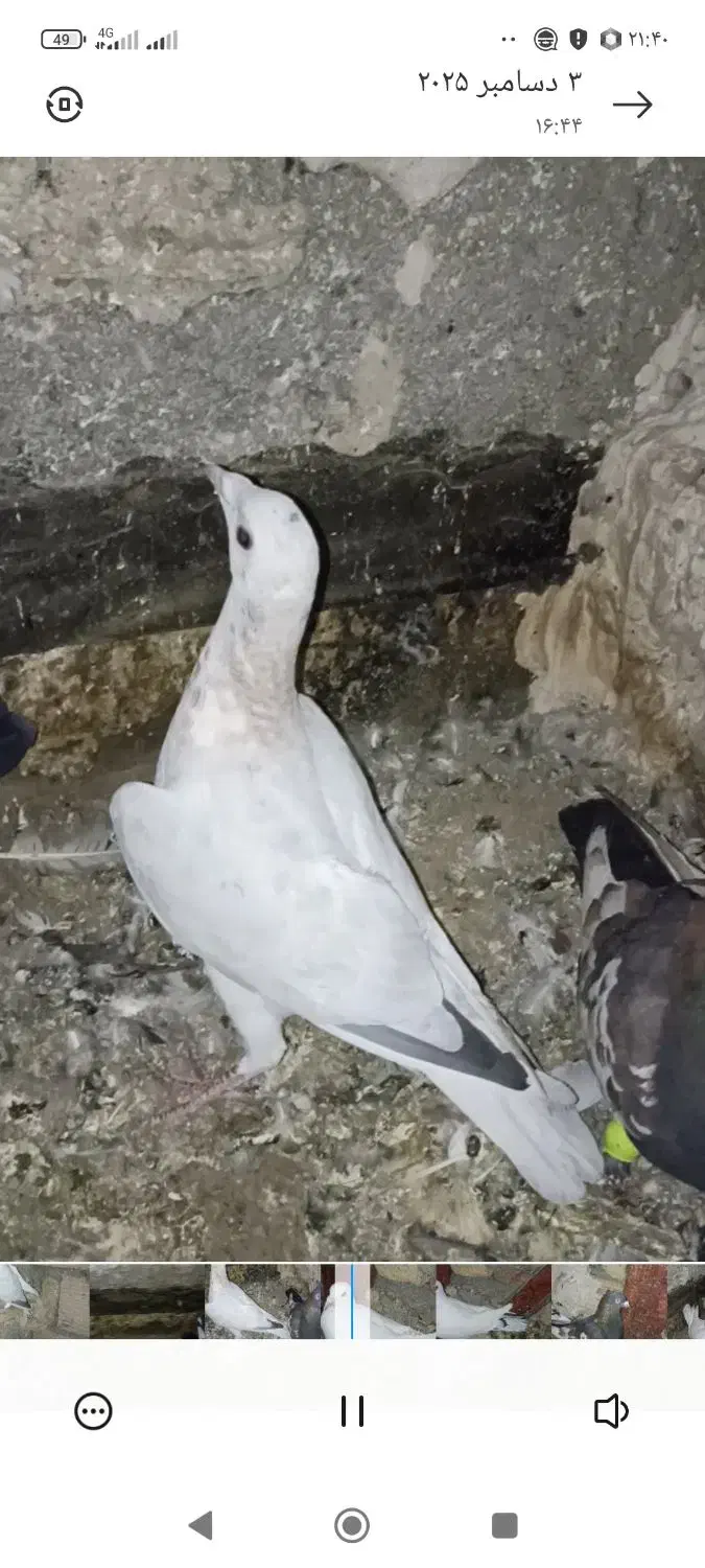 جوجه سار|پرنده|گلبهار, شهر جدید گلبهار|دیوار