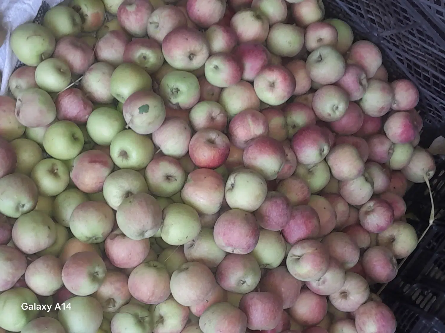 سیب ارسال رایگان در منزل|خوردنی و آشامیدنی|نهاوند, |دیوار