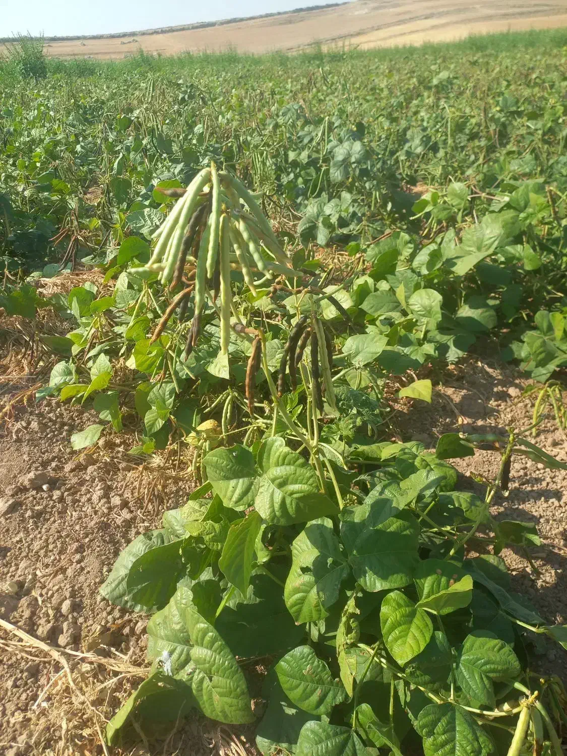 کاه ماشک درجه یک امسال|حیوانات مزرعه|دهدشت, |دیوار