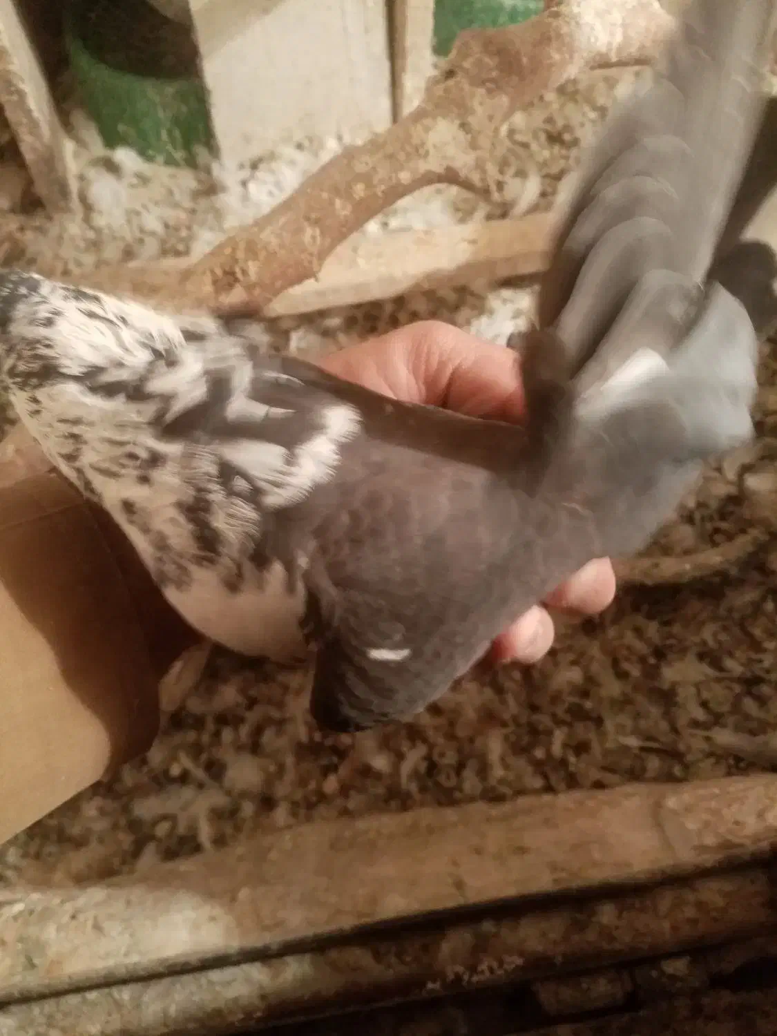 کبوتر|پرنده|ایلام, |دیوار