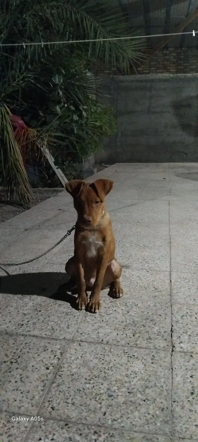 توله پیتبول ۶ ماهه|سگ|بم, |دیوار