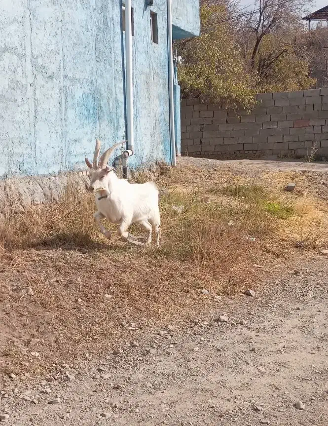 نری سانن|حیوانات مزرعه|پاریز, |دیوار