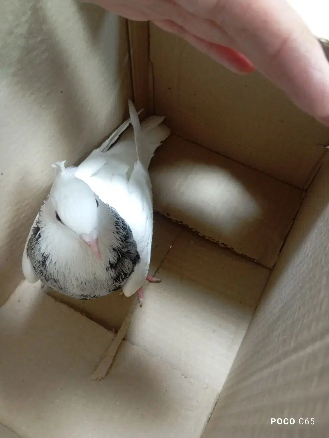 طوقی هفت رنگ نر|پرنده|نورآباد, |دیوار