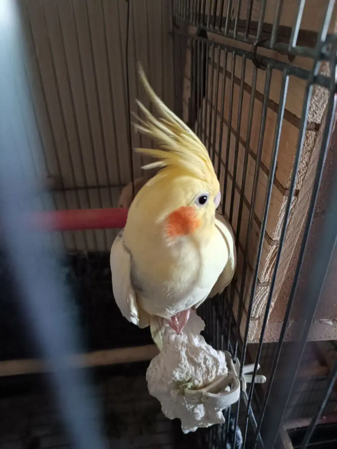 یه جفت عروس هلندی مولد فوق العاده زیبا|پرنده|تهران, اکباتان|دیوار