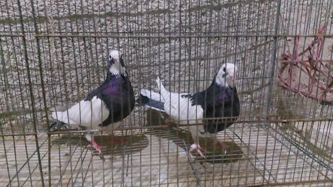 کبوتر هوایی|پرنده|دامغان, |دیوار