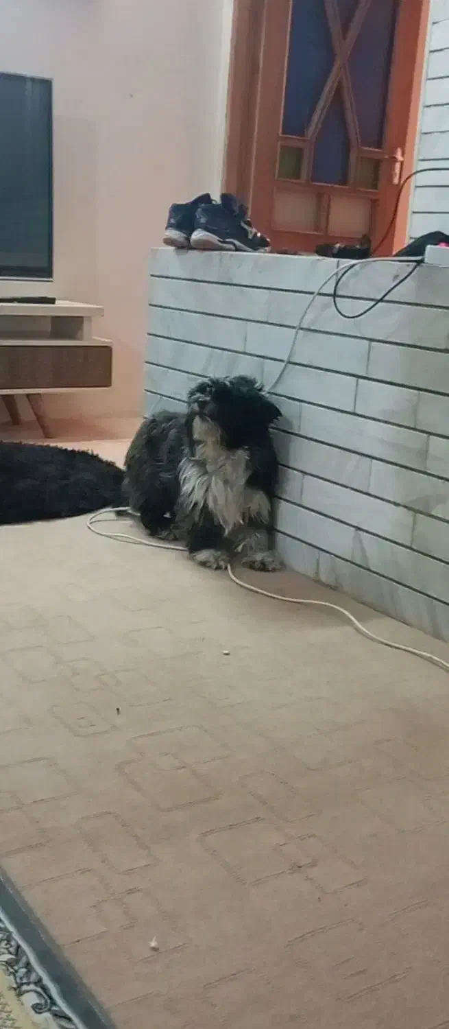 گمشده. درحیات باز بوده.زده بیرون|سگ|شیروان (خراسان), |دیوار