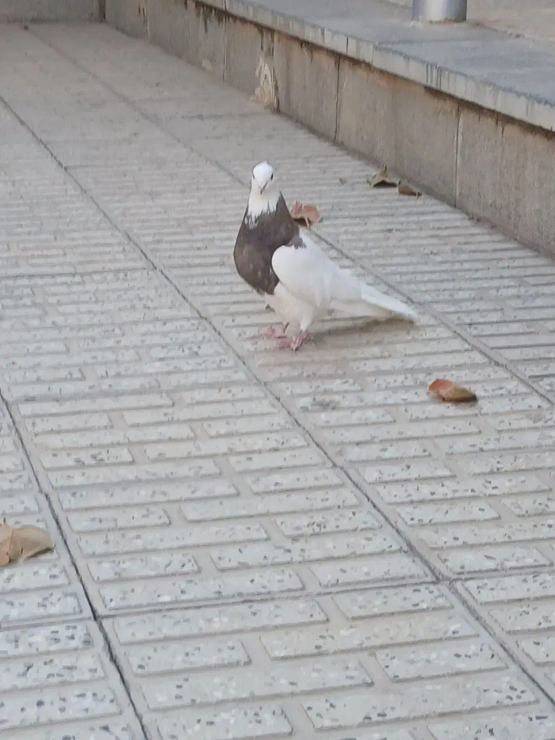 یک جفت طوقی درمبارکه.|پرنده|مبارکه, |دیوار