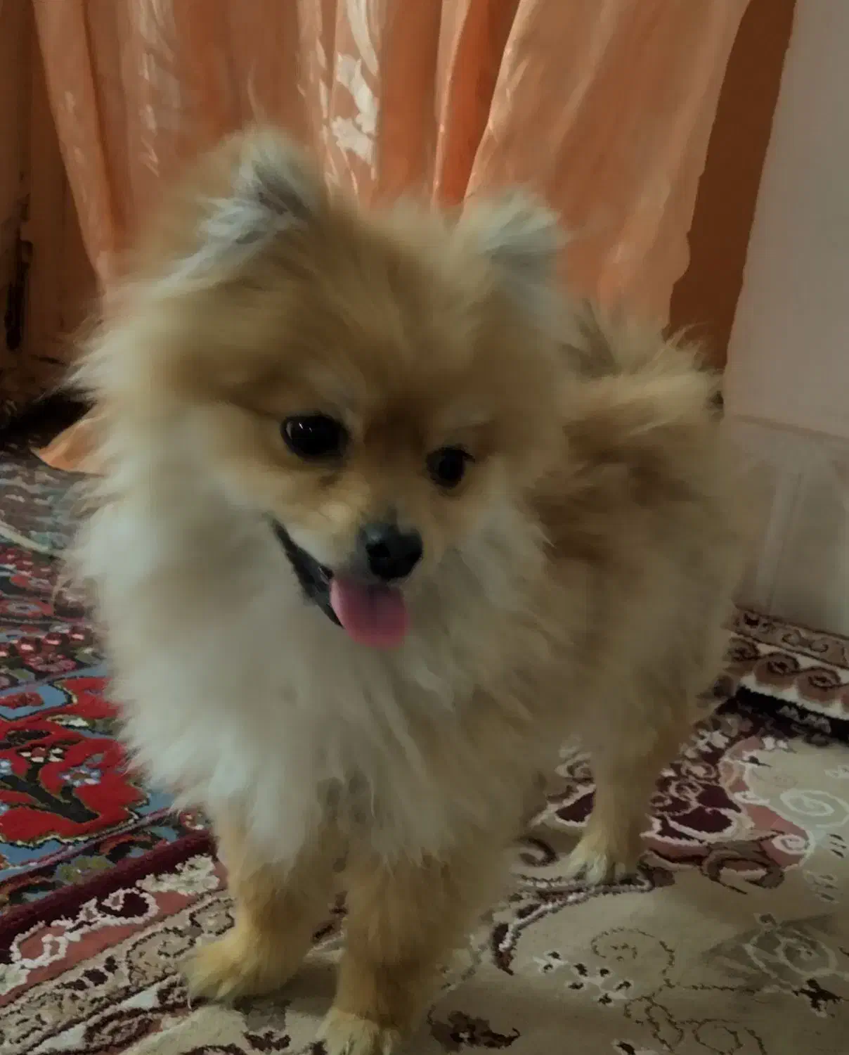 سگ پامرانین نر اصل|سگ|تربت‌حیدریه, قائم|دیوار