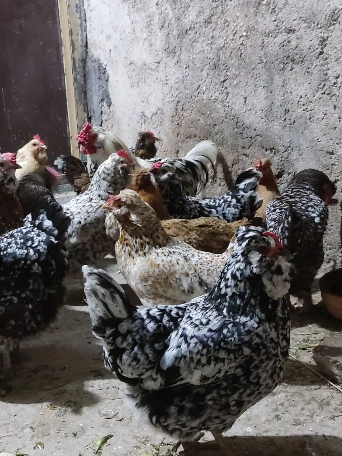 تخم‌مرغ گلین و ریشو|حیوانات مزرعه|شوشتر, |دیوار