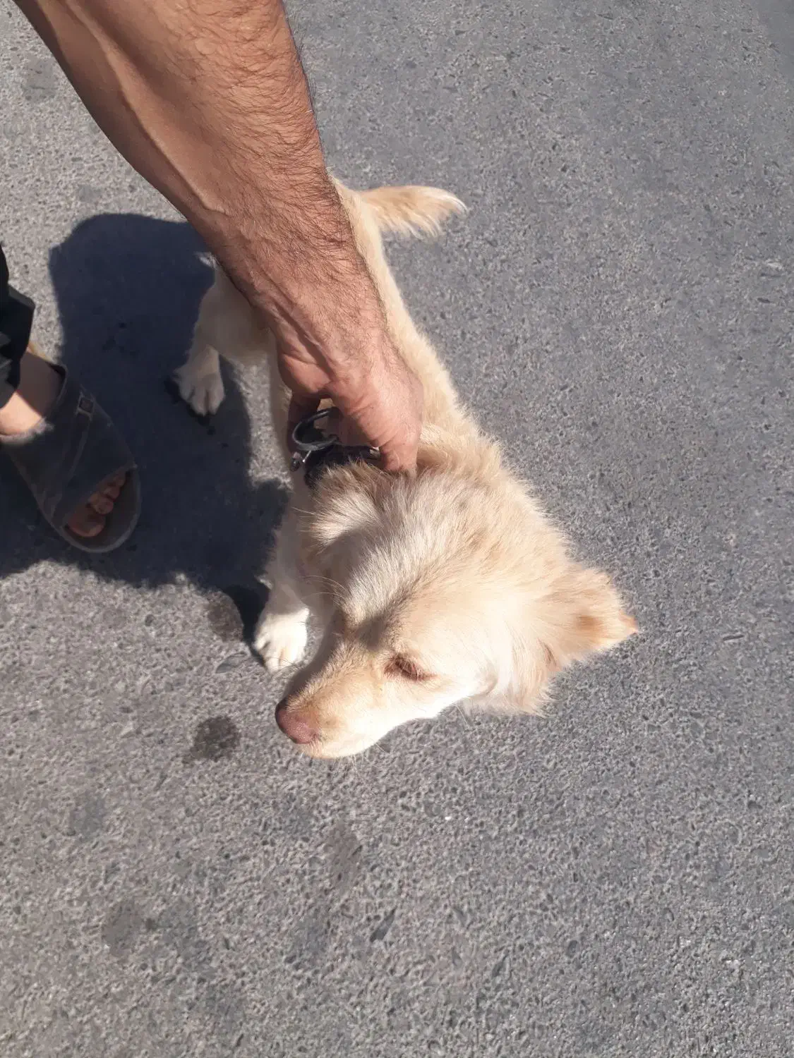 سگ پیداشده|سگ|کرمان, |دیوار