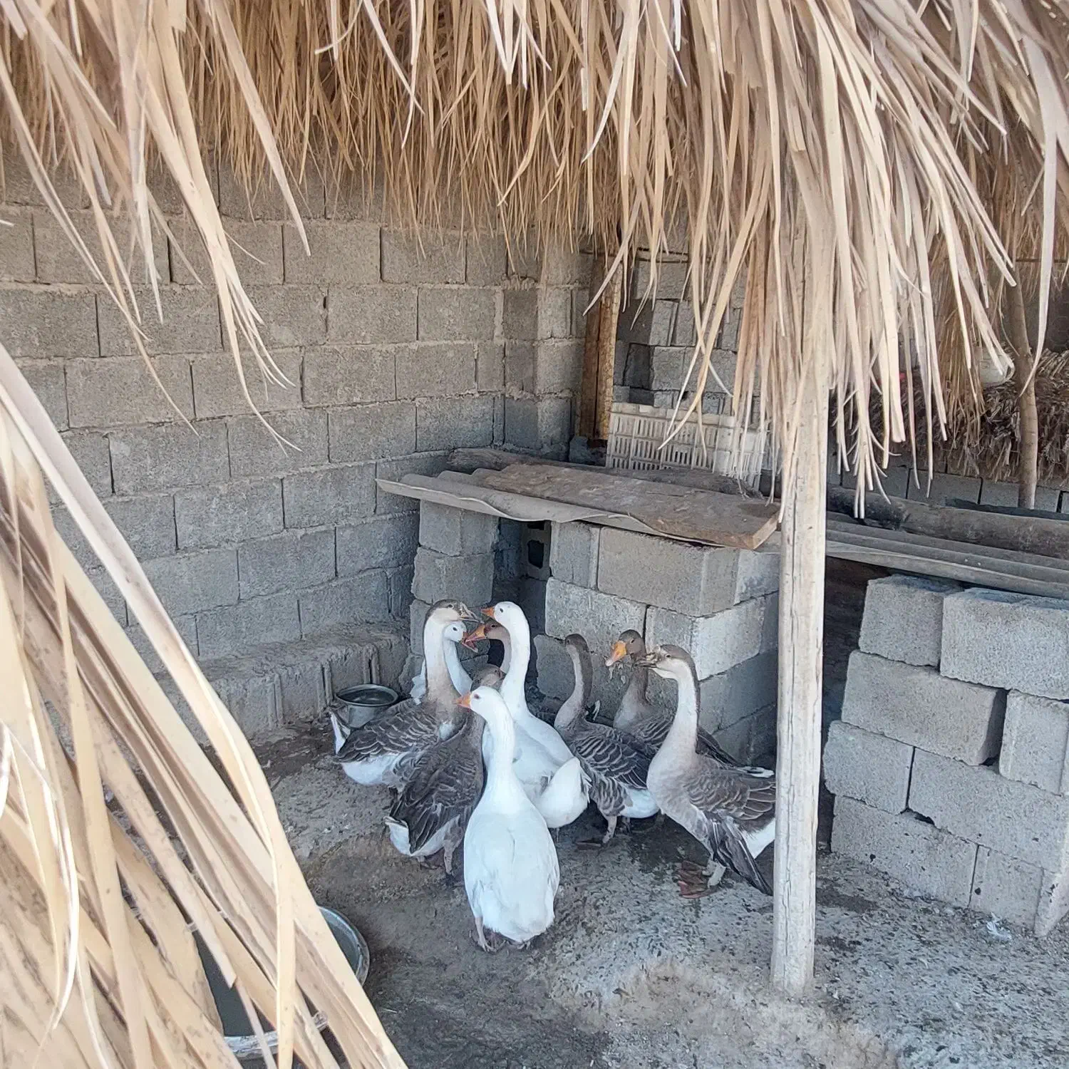 مرغ وخروس|حیوانات مزرعه|آبپخش, |دیوار