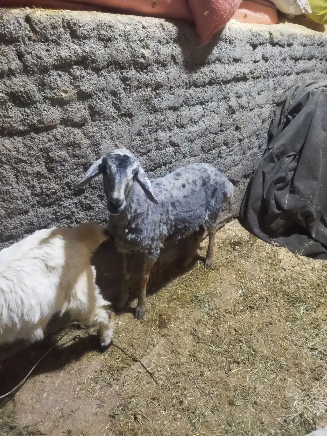 بره ماده|حیوانات مزرعه|زاغه, |دیوار