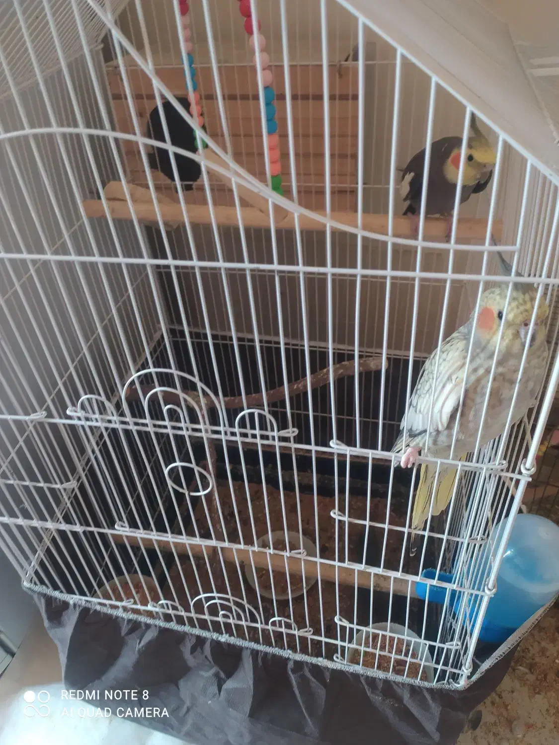 عروس هلندی|پرنده|محمدشهر, محمدشهر|دیوار