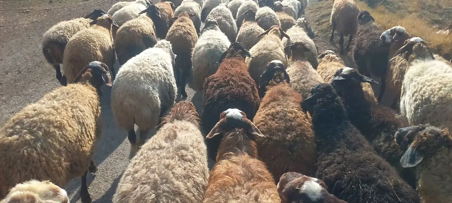 گوسفند بابره|حیوانات مزرعه|سرپل ذهاب, |دیوار