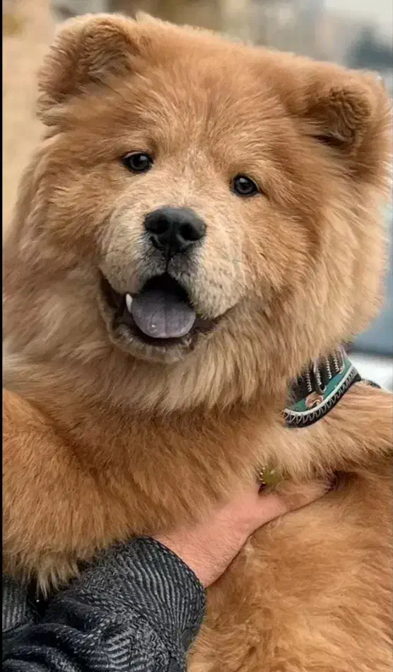 سگ چاو چاو|سگ|تبریز, |دیوار