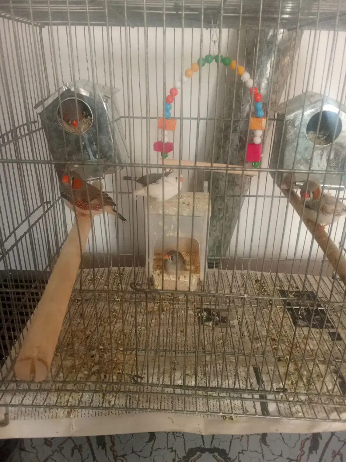 فنچ زبرا|پرنده|قم, زند آباد|دیوار