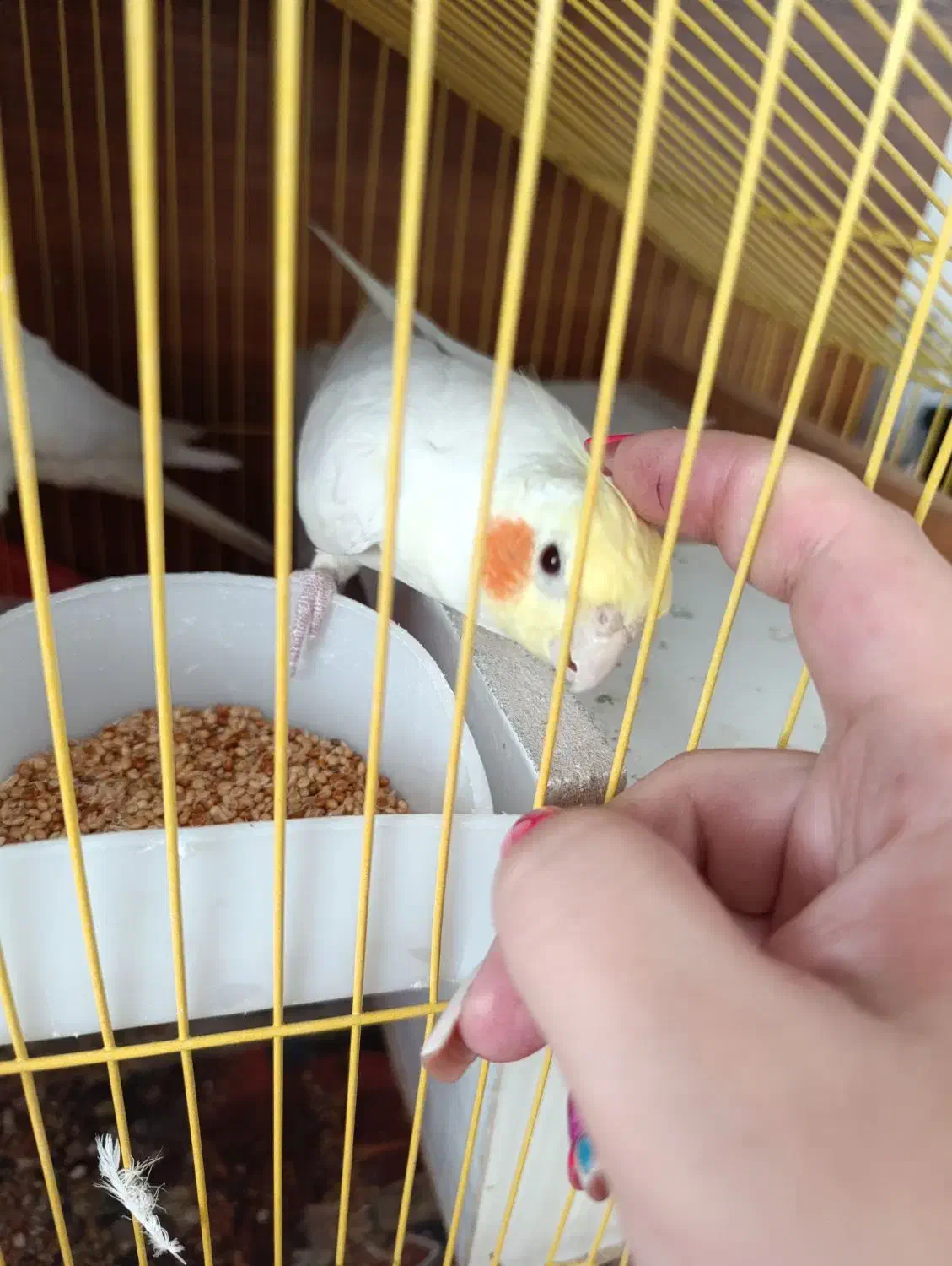 یک جفت عروس هلندی لوتینو چشم شرابی تخم گذار|پرنده|سهند, |دیوار