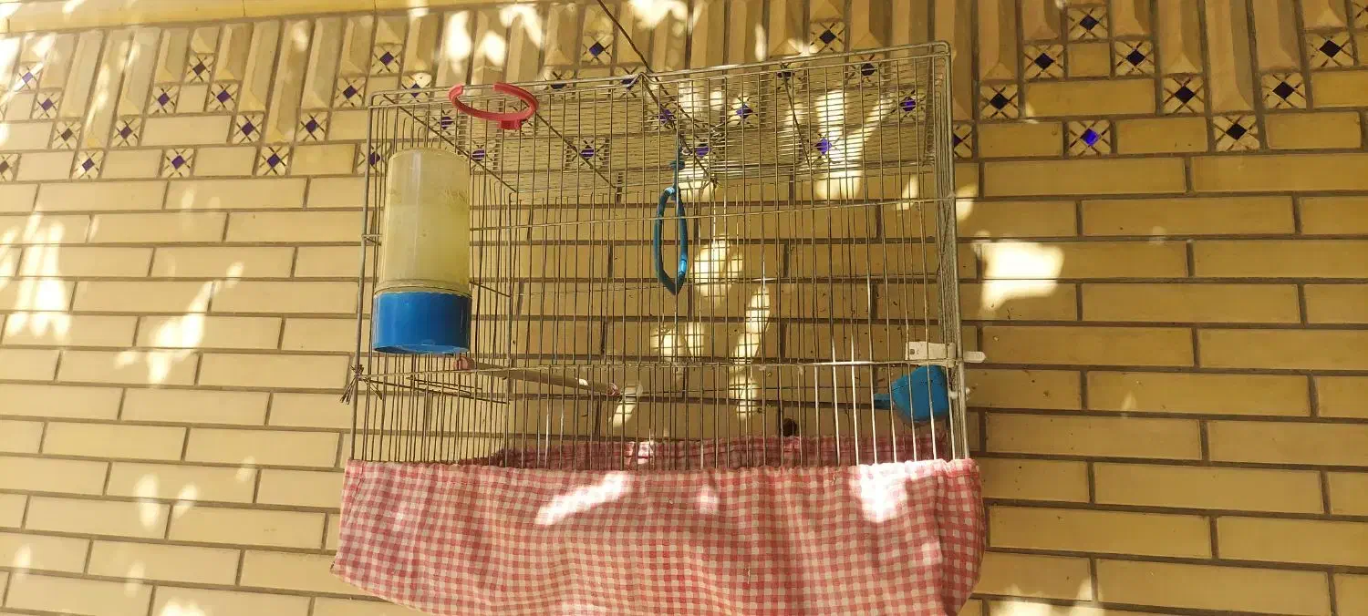 قفس پرنده|لوازم جانبی حیوانات|شیراز, گلشن|دیوار