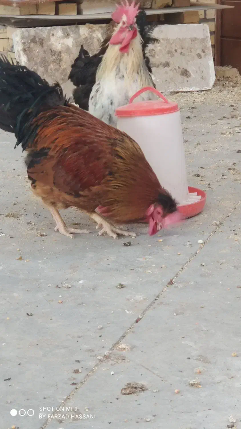 خروس جوان یک ساله|حیوانات مزرعه|ملکآباد, |دیوار