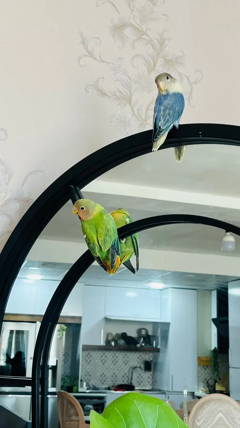 کوتوله برزیلی|پرنده|شیراز, محراب|دیوار