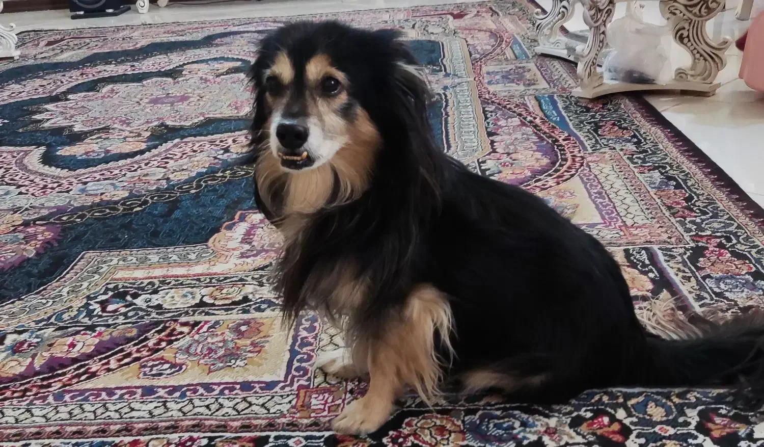 سگ پامر|سگ|برخوار, |دیوار