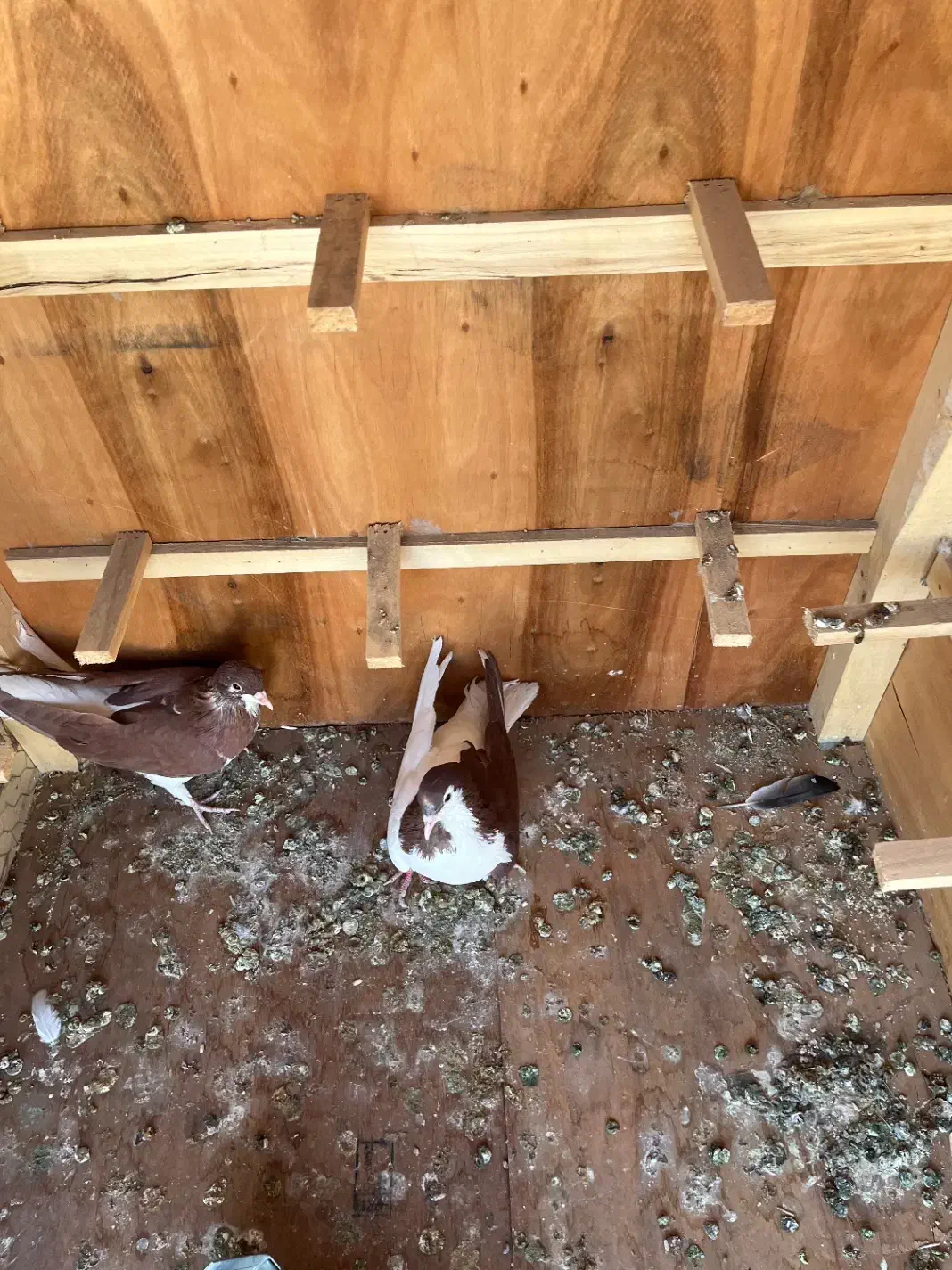 کفتر سیاهپوش|پرنده|صدرا-فارس, فاز ۱|دیوار