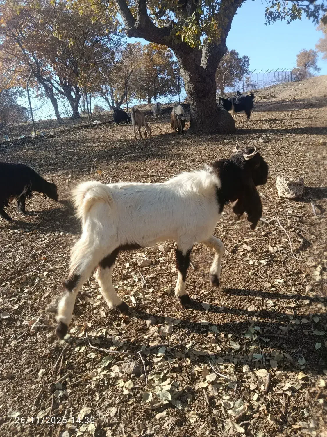 با سلام خدمت دوستان عزیز نر بز پاکستان اصلی|حیوانات مزرعه|آبدانان, |دیوار