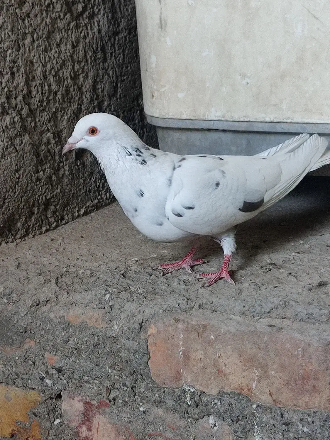 کبوتر|پرنده|ایرانشهر, |دیوار