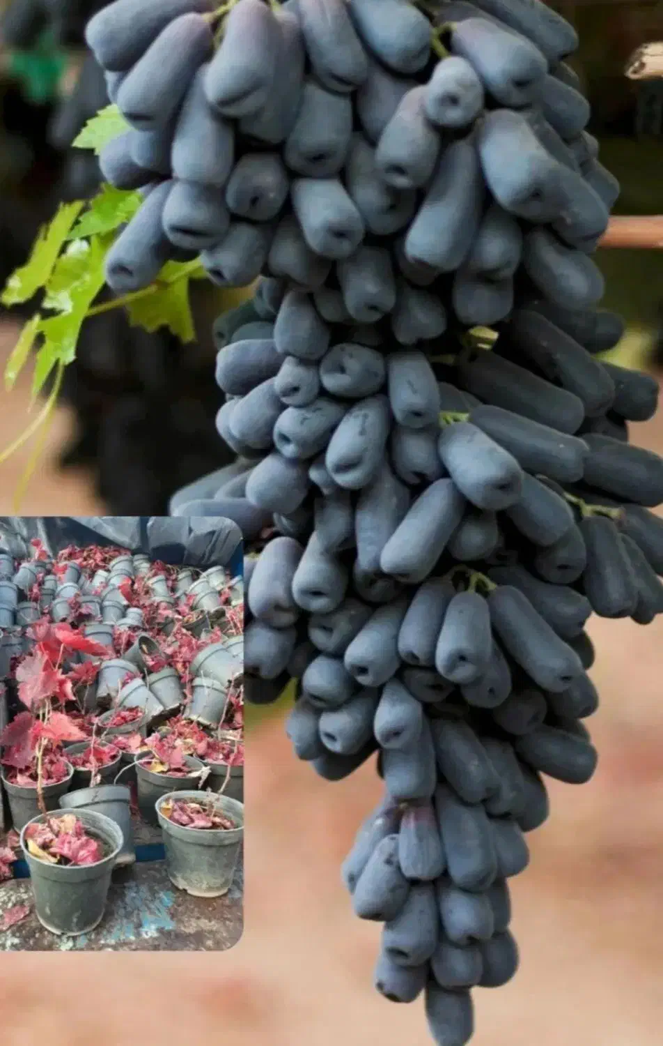 نهالستان سهند(فروش انواع نهال مثمر و غیر مثمر)|خدمات باغبانی و درختکاری|سمنان, |دیوار