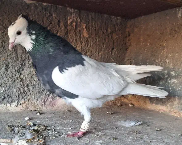 ۱۷تا کفتر رنگه|پرنده|مشهد, ابوذر|دیوار