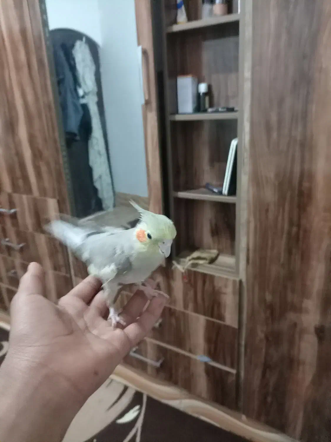 عروس هلندی کفتر|پرنده|تربت جام, شهرک معلم|دیوار