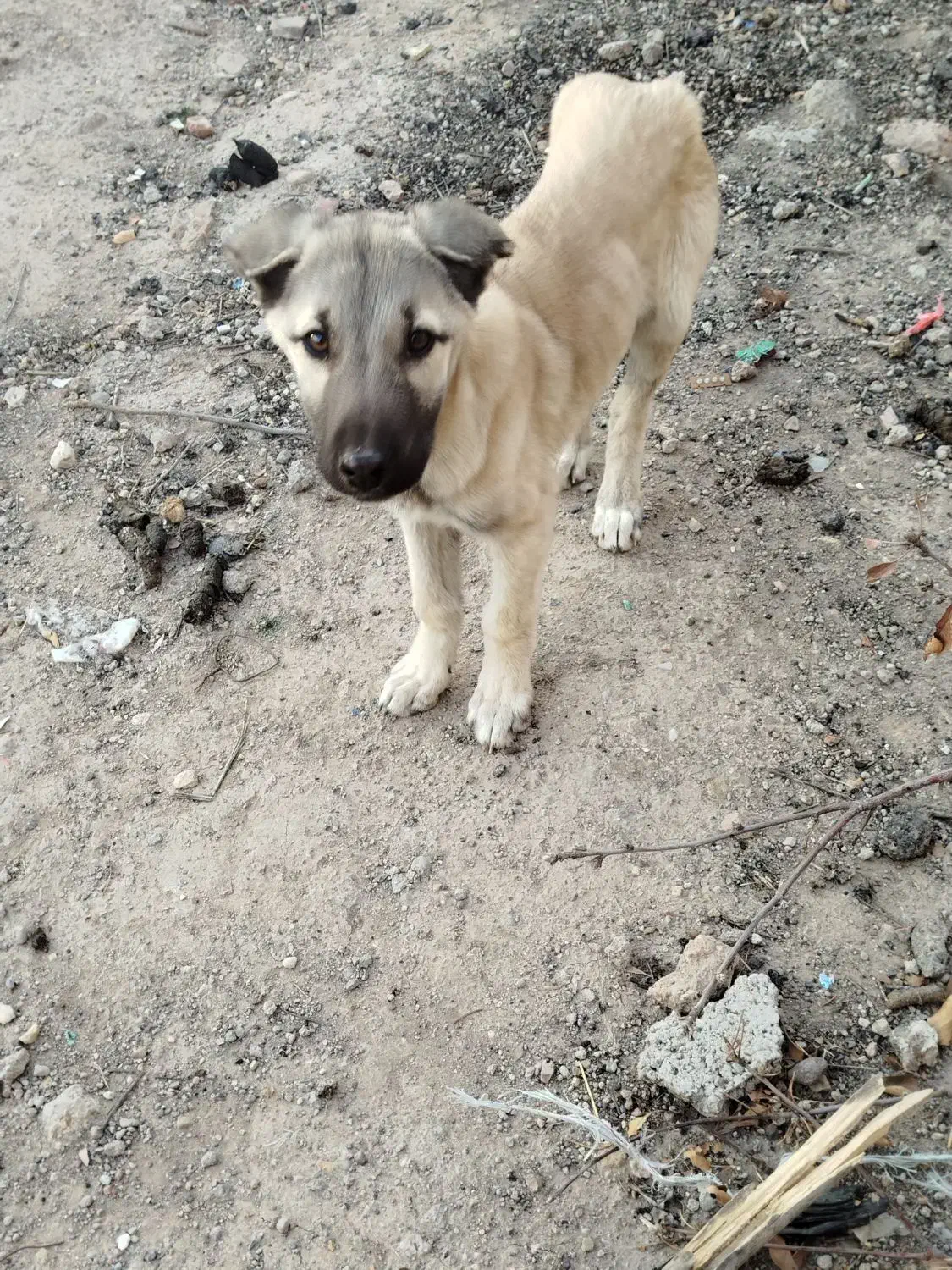 واگذاری توله نر سرابی|سگ|اردبیل, |دیوار