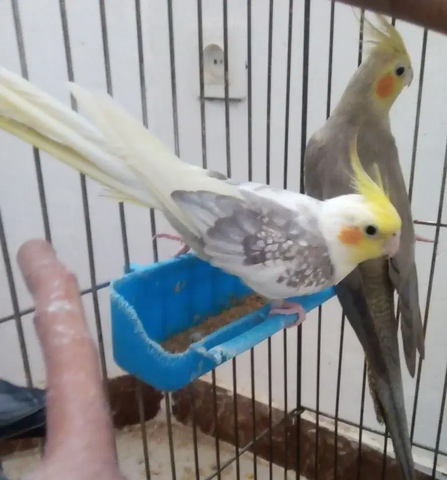 عروس هلندی|پرنده|بومهن, |دیوار